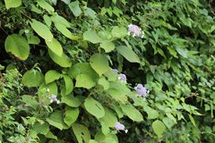 Hydrangea involucrata