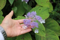 Hydrangea involucrata