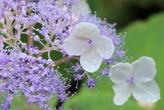 Hydrangea involucrata