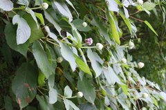 Hydrangea involucrata