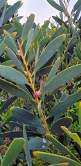 Acacia longifolia sophorae