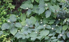 Hydrangea involucrata