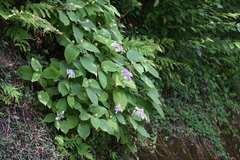 Hydrangea involucrata