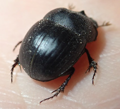 Metacatharsius opacus