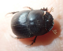 Metacatharsius opacus