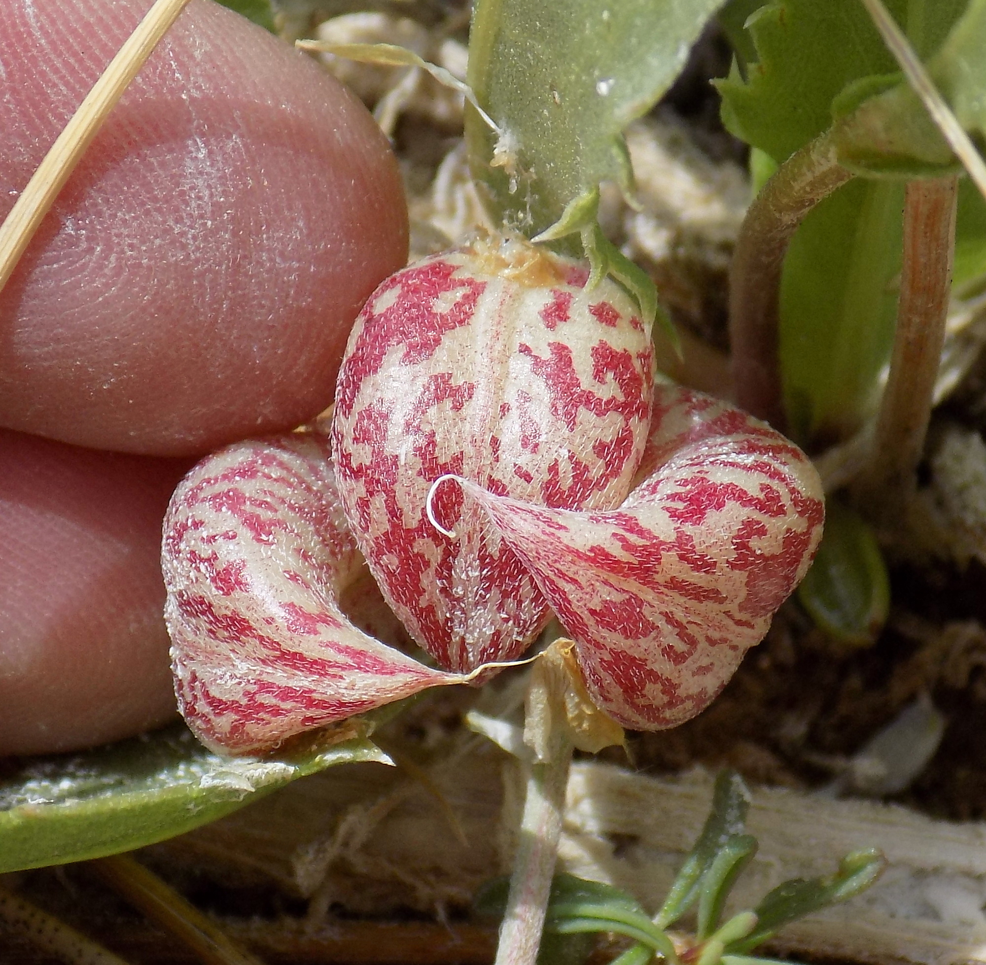 Astragalus lentiginosus var. sesquimetralis