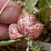 Sodaville Milkvetch - Photo (c) Michelle Cloud-Hughes, some rights reserved (CC BY-NC), uploaded by Michelle Cloud-Hughes
