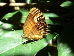 Mycalesis patnia