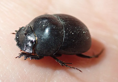 Metacatharsius opacus