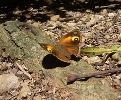 Mycalesis patnia