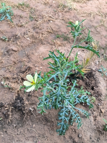 Mexican Poppy