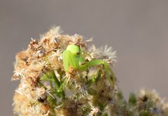 Misumena nigromaculata