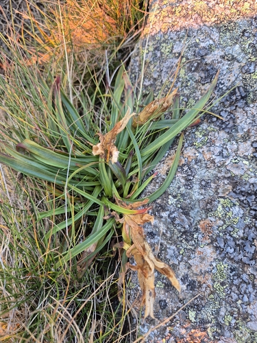Styrian Gentian (Gentiana frigida)