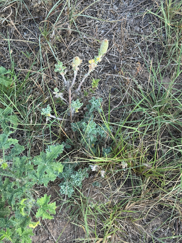 Pussyfoot (Dalea obovata)