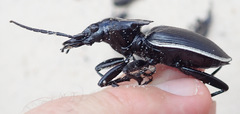 Anthia circumscripta circumscripta