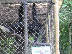 Ateles fusciceps
