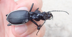 Anthia circumscripta circumscripta