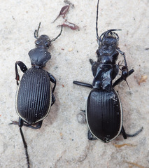 Anthia circumscripta circumscripta