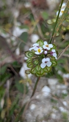 Iberis amara, photograph author not stated, no rights reserved