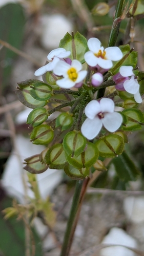 Iberis amara, photograph 5