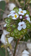 Iberis amara, photograph author not stated, no rights reserved