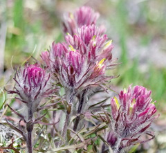 Castilleja hyperborea