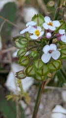 Iberis amara, photograph author not stated, no rights reserved