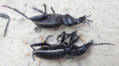 Anthia circumscripta circumscripta