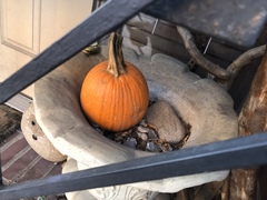 Cucurbita maxima maxima