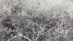 Atamisquea emarginata