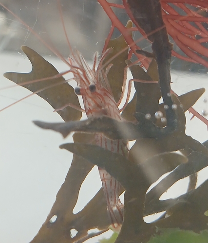 Photo of Red Cleaner Shrimp (Lysmata wurdemanni)