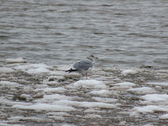 Larus argentatus image