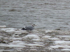 Larus argentatus image