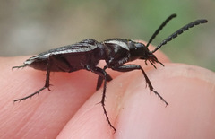 Graphipterus lineolatus