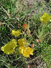 Oenothera hartwegii