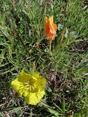 Oenothera hartwegii