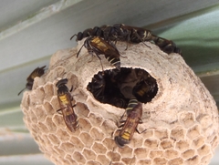 Polybia occidentalis bohemani