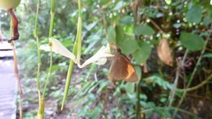 Koruthaialos rubecula
