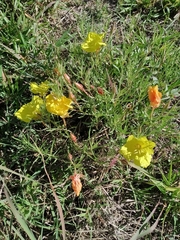 Oenothera hartwegii