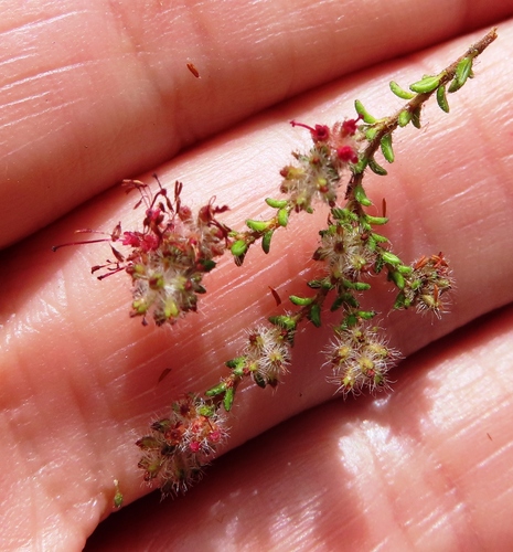 Image of Erica erinus by (c) linkie, some rights reserved (CC BY)