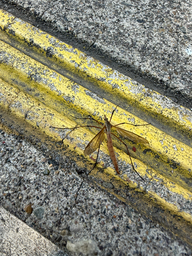 Unknown species found near Front St NE, Salem, OR, US