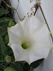 Datura wrightii