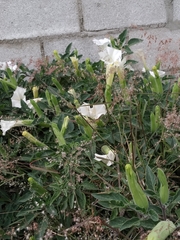 Datura wrightii