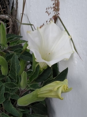 Datura wrightii