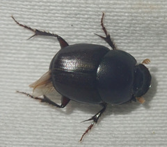 Euonthophagus carbonarius
