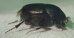 Euonthophagus carbonarius