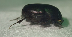 Euonthophagus carbonarius