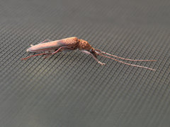 Scolecobrotus variegatus