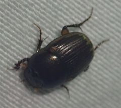 Onthophagus vinctus