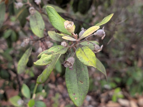 Rhodomyrtus tomentosa observed 2025-09-20